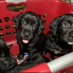 Full Lab Puppies