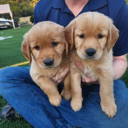 Pure Bred Golden Retriever puppies