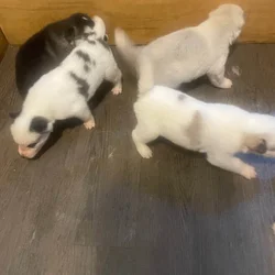 SIBERIAN HUSKY PUPPIES FREE