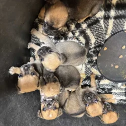 Mixed pug mini shepherd