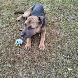 11 month old German shepherd mix