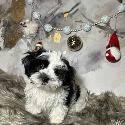 Morkie Female pups