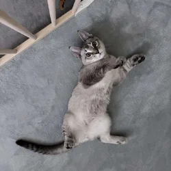 Exotic Polydactyl Savannah Hybrid