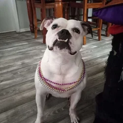 Rehoming Dog To Good Home