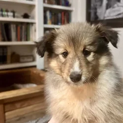 Sheltie