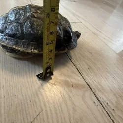 Turtles lost there mom to cancer