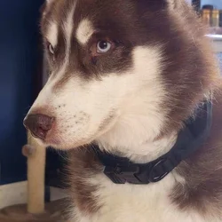 ​ Fushi: Experienced Husky Needs a Dedicated Home