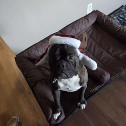 Olde English Billdog