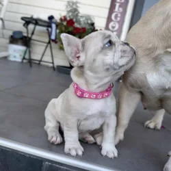 Frenchies ready for new homes