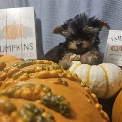 Yorkie puppies for loving home