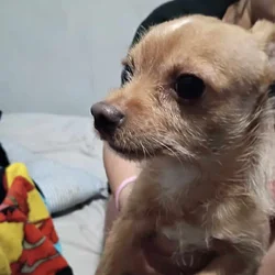 Chihuahua puppies