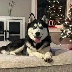 Husky - purebred female