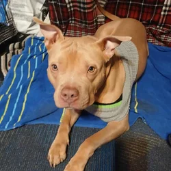 1 year old red nose pitbull male