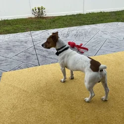 Meet Comet — The Sweetest Jack Russell