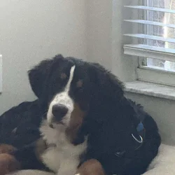 AKC registered