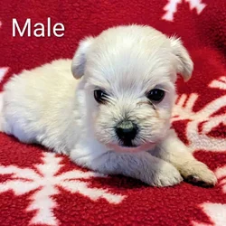 Morkie Male Puppies