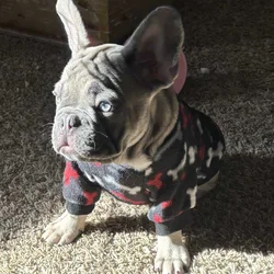 French bulldog