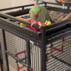 Indian Ringneck