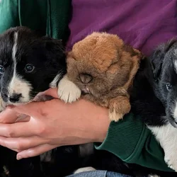Border Collie Puppies