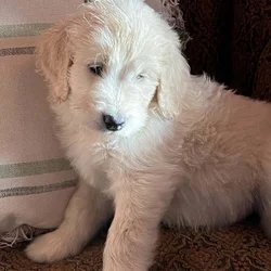 Goldendoodles Puppies for Adoption - 8 weeks old