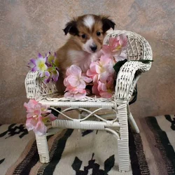 Adorable Small AKC male