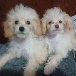 Poodle Puppies