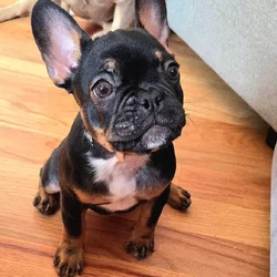 AKC Female frenchie for sale