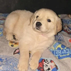 Golden Retriever puppies for sale