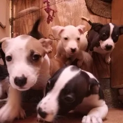 Puppies for sale
