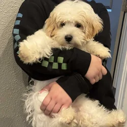 Cavapoo