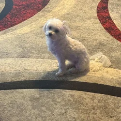 Cotonese - Coton de Tulear and Maltese mix.