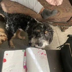 Aussie doodle pup