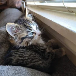 Rehoming 5-6 week old kitten