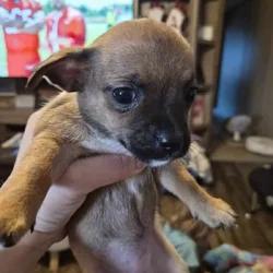 Chihuahua puppies