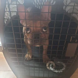 Mini Frenchie