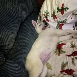 Female white German Shepherd