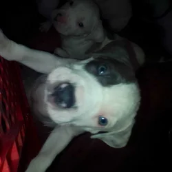 Pitbull Puppies Blue-nose/ Red- nose