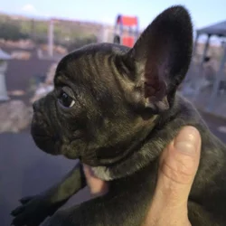 Frenchie Pups available for rehoming