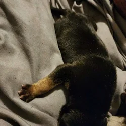 Pit bull puppies