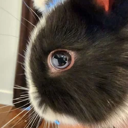Female bunny Cookie