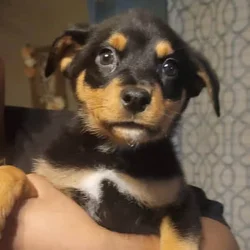Puppies For Sale