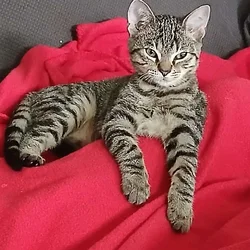 5 month old kittens