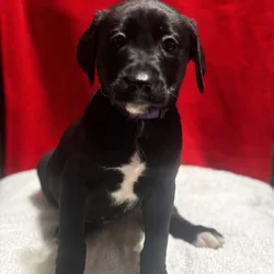 puppies looking for homes