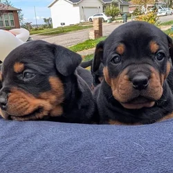 Rottweiler/English Bulldog Mix Puppies Ready Nov14