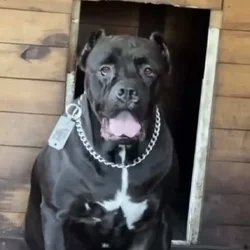 Cane Corso