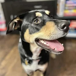 Looking for a new home - mixed breed husky / shep