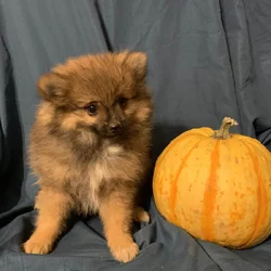 Pomeranian puppy