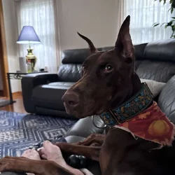 2 y/o Spayed Doberman for Sale
