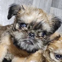 Brussels Griffon Rough Coat puppies available