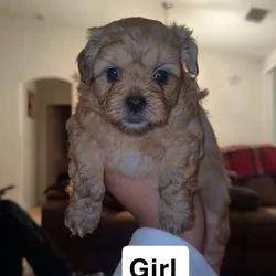 Toy poodle/ shih tzu
